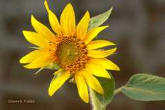 Helianthus annuus